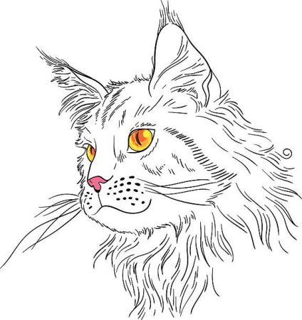 Кот Мейн кун