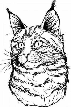 Кот Мейн кун