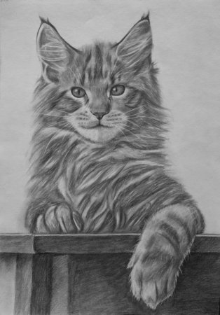 Мейн кун рисунок
