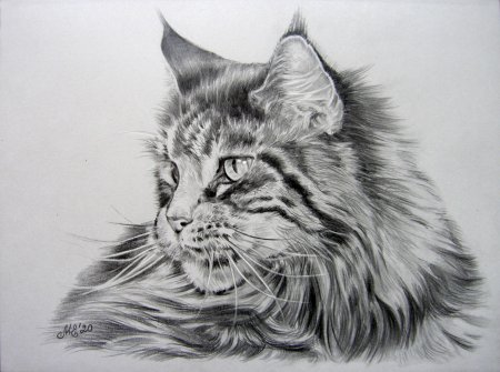 Коты Воители Мейн кун