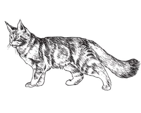 Раскраска кошка Мейн кун