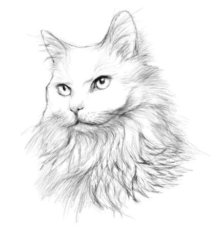 Пушистая кошка раскраска