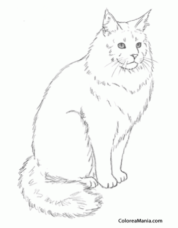 Раскраска кошка Мейн кун