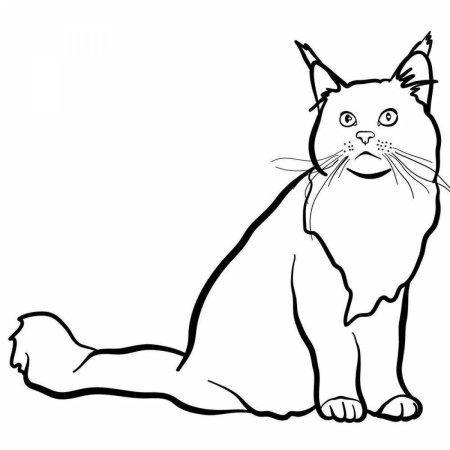 Раскраска кошка Мейн кун