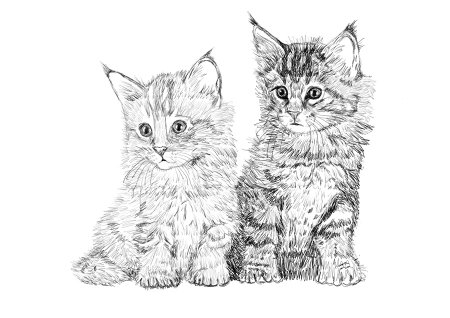 Кошка рисунок карандашом