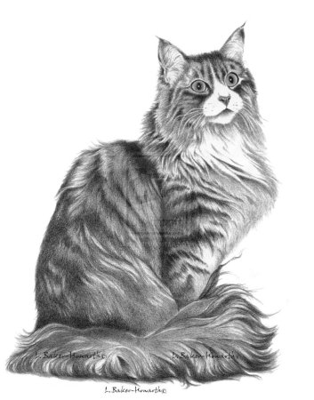 Кот Мейн кун