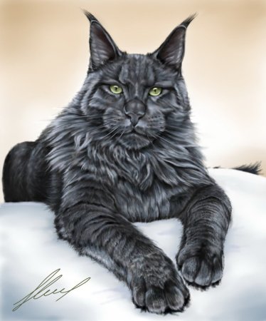 Цезарь кот Мейн кун