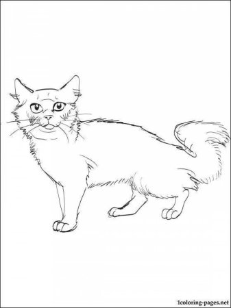 Раскраска кошка Мейн кун