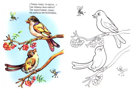 Птичья школа раскраска