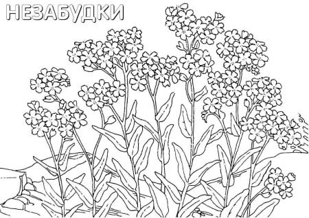 Раскраска полевых цветов