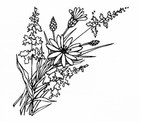 Лютик едкий растение рисунок
