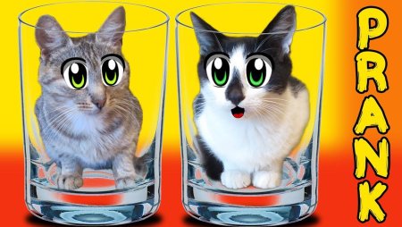 А-ну-ка-давай-ка котики
