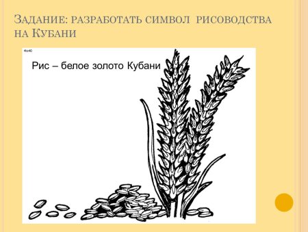 Колосок пшеницы раскраска