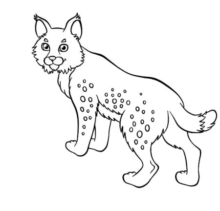 Раскраска рысенок