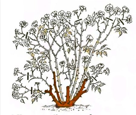 Нарисовать шиповник кустарник