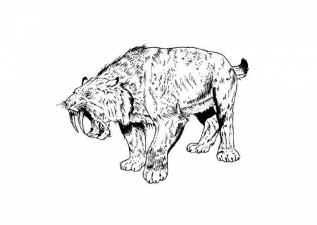Смилодон раскраска