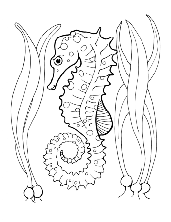 Морские звезды и морские коньки раскраски