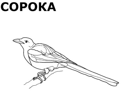 Зимующие птицы раскраски для детей