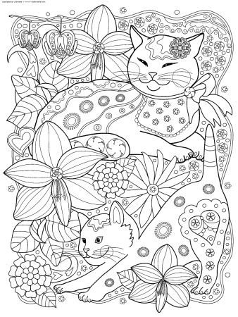 Кот Мейн кун