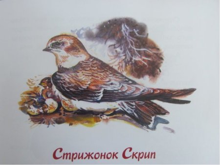 Астафьев в. "Стрижонок скрип"
