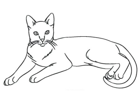 Кошка рисунок