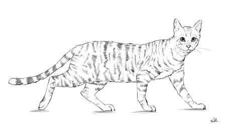 Кошка рисунок