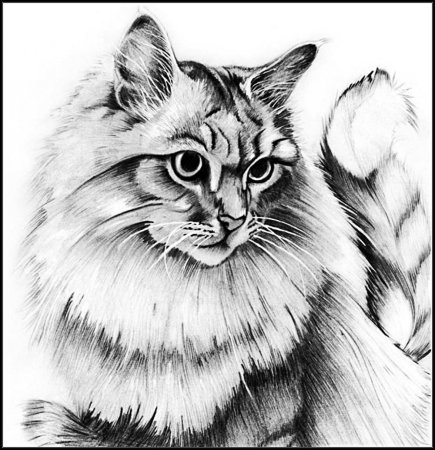 Рисунки животных карандашом