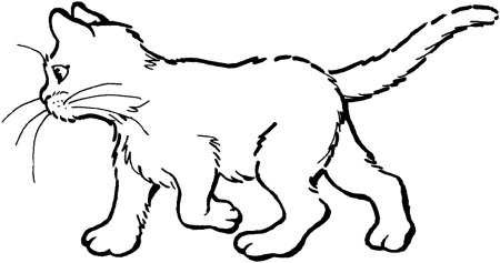 Раскраска кот