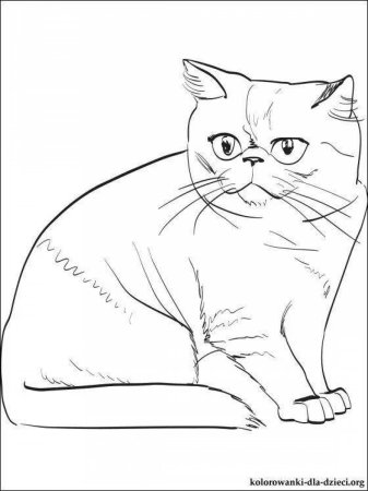 Раскраска вислоухий котёнок