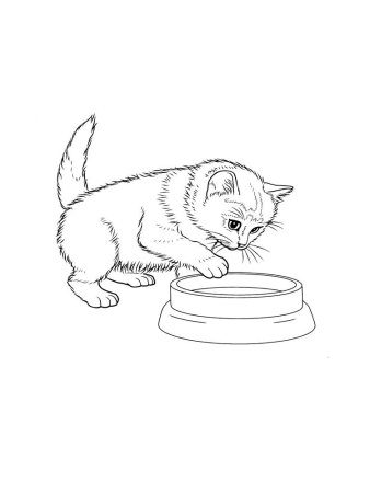 Раскраска кот