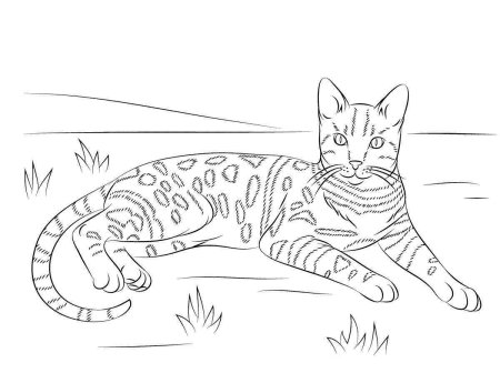 Бенгальский кот раскраска