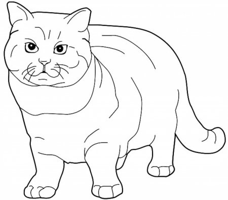 Раскраска кот британец