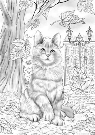 Раскраски котята реалистичные
