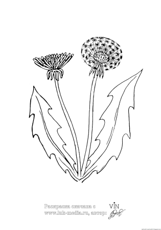Одуванчик раскраска для детей