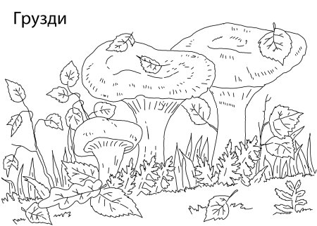 Гриб грузди разукрашка