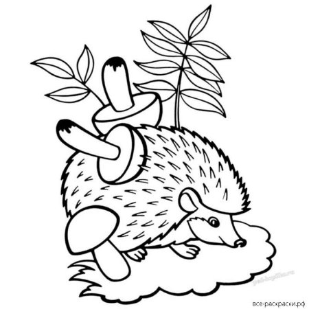 Ежик с грибами раскраска