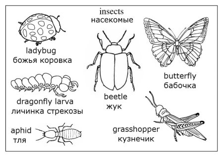 Насекомые. Раскраска