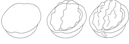 Грецкий орех карандашом