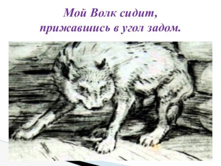 Волк на псарне