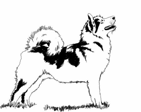 Лайка рисунок