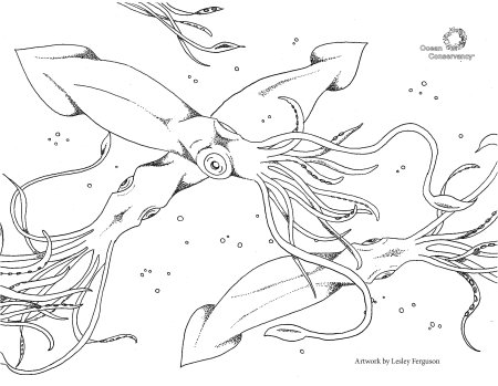 Раскраска browser Stars Squid