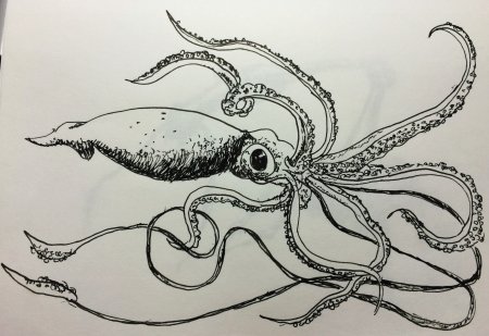 Кальмар рисунок