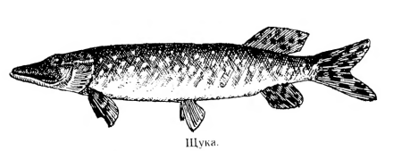 Рыба щука
