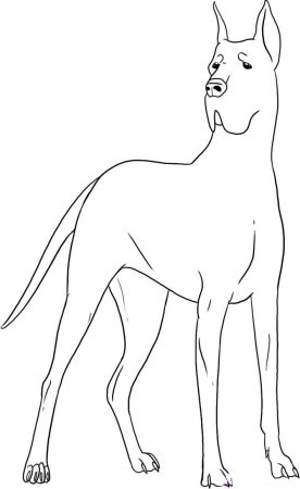 Рисунок собаки для срисовки