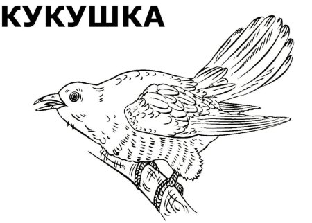 Кукушонок раскраска для детей