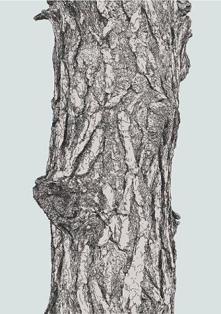 Кора рисунок