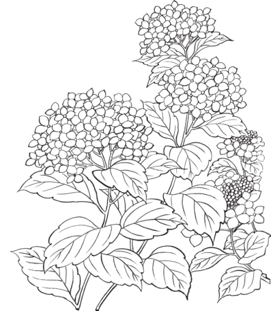 Гортензия кустарник