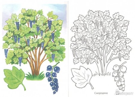 Куст смородины рисунок