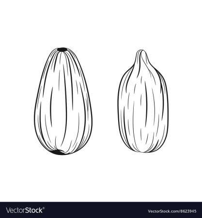 Семена для раскрашивания