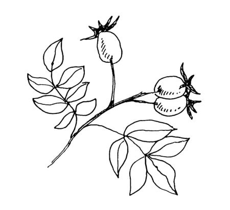 Рисунки растений